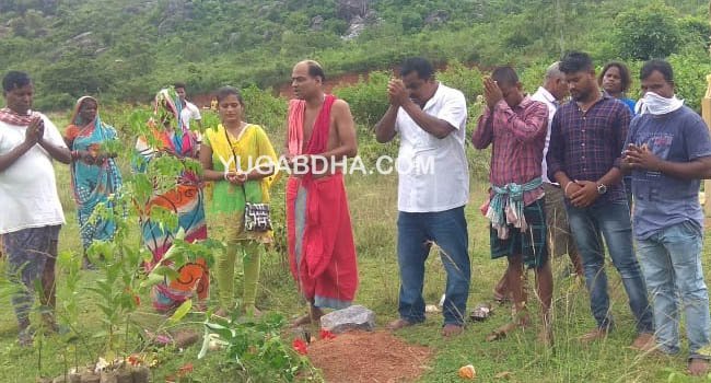 ବାଇଗଣବାଡିରେ ଚାରା ରୋପଣ