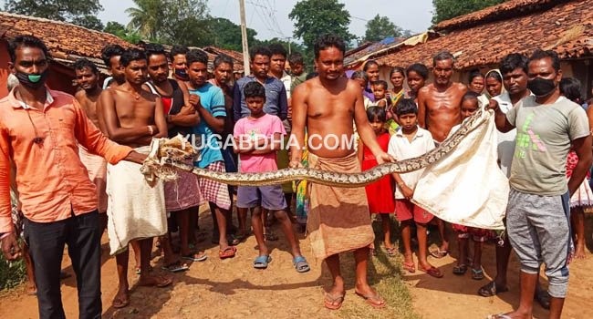 ବନବିଭାଗ ପକ୍ଷରୁ ଅଜଗର ଉଦ୍ଧାର