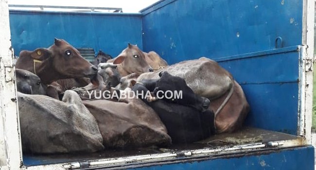 ଚୋରା ଗୋରୁ ଚାଲାଣ ଗାଡି ଅଟକ; ଅଭିଯୁକ୍ତ ଫେରାର