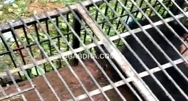 ଭବ।ନିପାଟଣା ସହର ରେ ଜଙ୍ଗଲୀ ଭାଲୁ