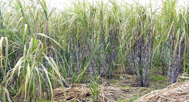 ୨୦୨୦-୨୧ ଋତୁ ପାଇଁ ଆଖୁ ଉପରେ ମୂଲ୍ୟ ଧାର୍ଯ୍ୟ