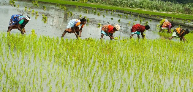 ସ୍ୱଳ୍ପ ବର୍ଷା ଏବଂ ଜଳସେଚନ ସୁବିଧା ନଥିବାରୁ ୨୧ ହଜାର ହେକ୍ଟର ଚାଷ ଜମି ପଡିଆ