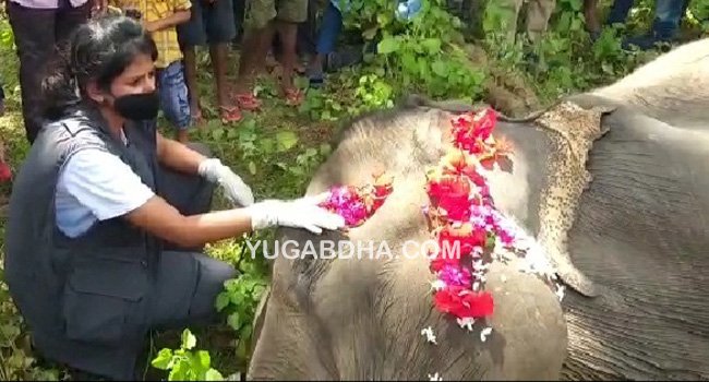 ଗ୍ରାମବାସୀ ଓ ବନ ବିଭାଗ ଦ୍ୱାରା ବୟସ୍କା ମାଈ ହାତୀର ଶବ ସତ୍କାର