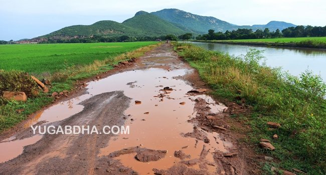 ଶାଳଣିଆଁ ବ୍ରାଞ୍ଚ କେନାଲ ରାସ୍ତା ଶୋଚନୀୟ