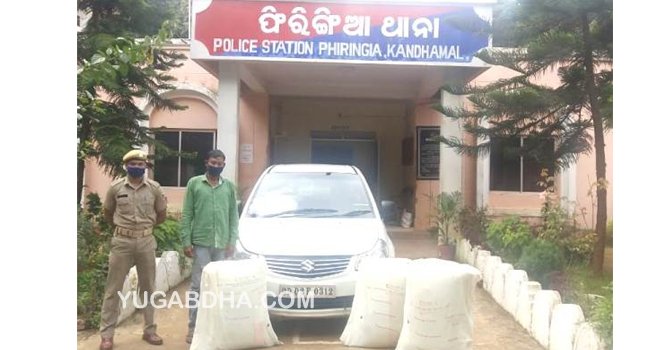 ଫିରିଙ୍ଗିଆ ଥାନା ପୋଲିସ ଦ୍ୱାରା ୧୦୨ କିଗ୍ରା ଗଞ୍ଜେଇ ସମତେ କାର ଜବତ ଜଣେ ଗିରଫ