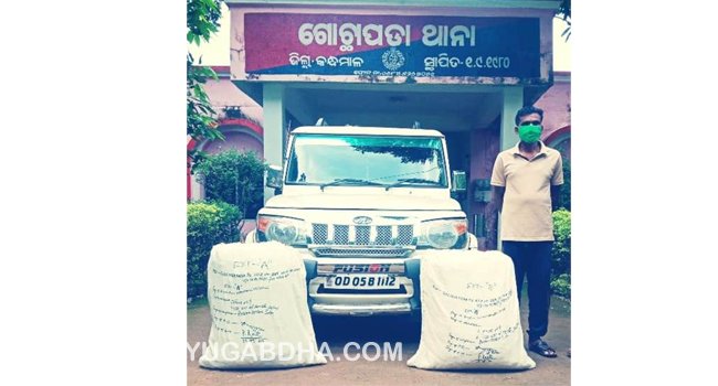 ଗୋଛାପଡା ଥାନା ପୋଲିସ ଜବତକଲା ୫୧ କିଗ୍ରା ଗଞ୍ଜେଇ,ସହ ବୋଲେରୋ