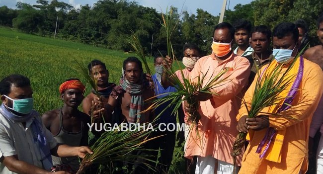 ବୈଜ୍ଞାନିକ ଟିମ ପଠାଇବା ସହିତ ଚାଷୀଙ୍କୁ କ୍ଷତିପୁରଣ ଦାବି କଲା ବିଜପି