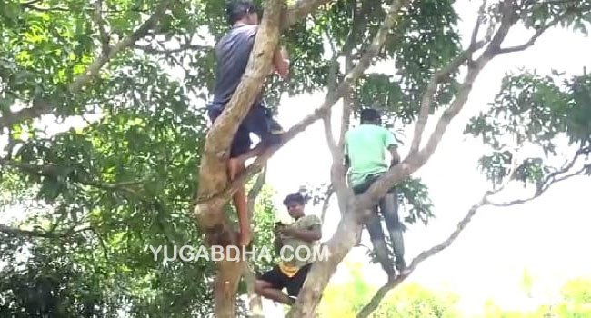 ଗଛ ଉପରେ ପାଠ ପଢା