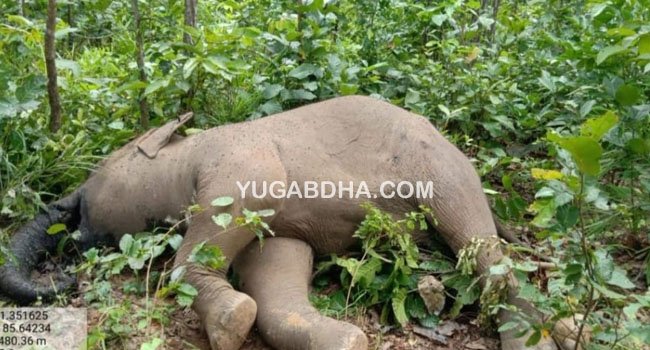 ଛୁଆ ମାଈ ହାତୀର ମୃତଦେହ ଉଦ୍ଧାର