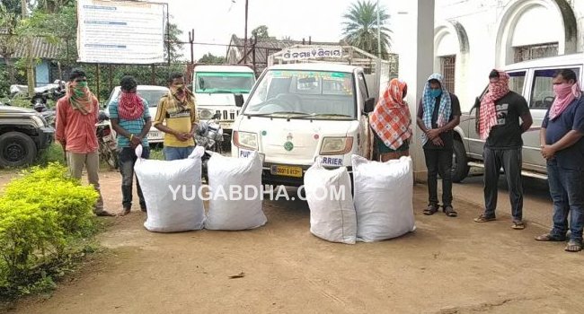 ଲକ୍ଷାଧିକ ଟଙ୍କାର ଗଞ୍ଜେଇ ଜବତ; ୭ଗିରଫ