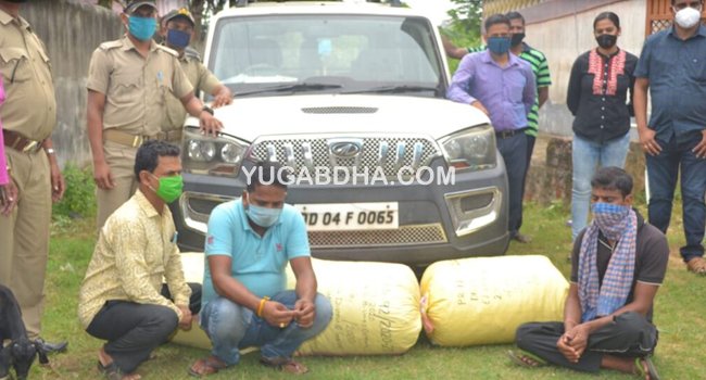 ଗଞ୍ଜେଇ ଭରା ସ୍କୋର୍ପିଓ ସହିତ ତିନି ଗିରଫ