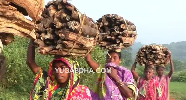 କାଠ ବିକି ଚଳୁଛି ତେଲ ଲୁଣ;ପ୍ରଶାସନ କାମ ଦେବାରେ ଫେଲେ