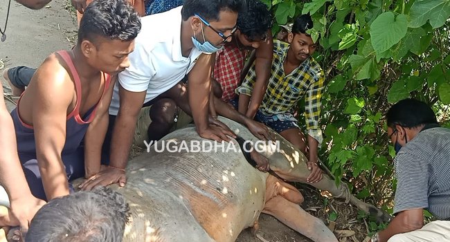 ଆହତ ଷଣ୍ଢକୁ ଉଦ୍ଧାର କରି ଚିକିତ୍ସା କଲା ଜୟଦୁର୍ଗା ଫାଉଣ୍ଡେସନ ଟ୍ରଷ୍ଟ 