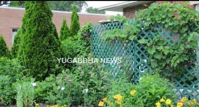 ବୃହତ୍ ଔଷଧିୟ ପାର୍କ ପାଇଁ ଯୋଜନା