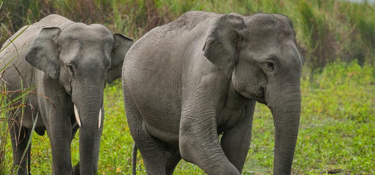 ବୁଗୁଡା ବନାଞ୍ଚଳରେ ସାତ ହାତୀ