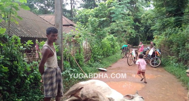 ବିଦ୍ୟୁତ୍ ସ୍ପର୍ଶରେ ବଳଦ ମୃତ