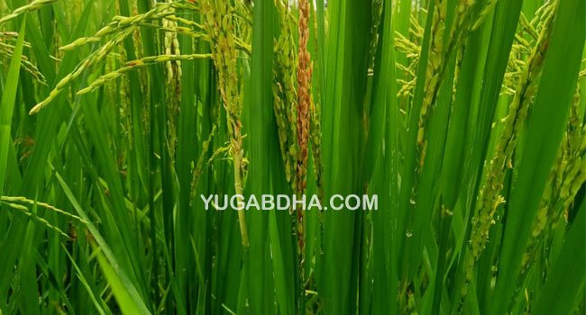 ଚାଷୀ କୁ ଘାରିଛି ରୋଗ ପୋକ ଚିନ୍ତା