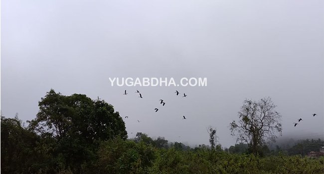 ବିଦେଶୀ ପକ୍ଷୀ ଗେଣ୍ଡାଳିଆ ଏବେ ମୋହନା ଆଗମନ