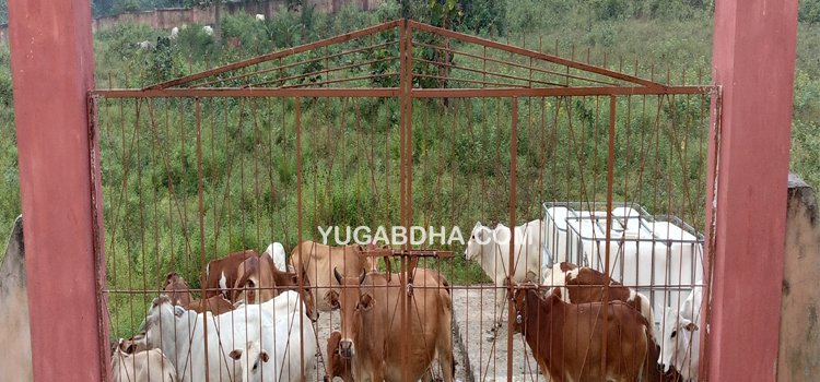 ଚିଲରେନ ପାର୍କ ପାଲଟିଛି ଗାଈ ଗୁହାଳ