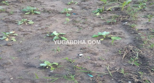 ଲଗାଣ ବର୍ଷା ଯୋଗୁ ପରିବା ଫସଲ ନଷ୍ଟ