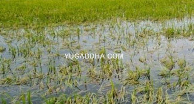 ବର୍ଷା ପାଣିରେ ଉବୁଟୁବୁ ଚାଷ ଜମି;ପୁଣି ଏକ ଲଘୁଚାପ ସମ୍ଭାବନା, ଚିନ୍ତାରେ ଚାଷୀକୁଳ