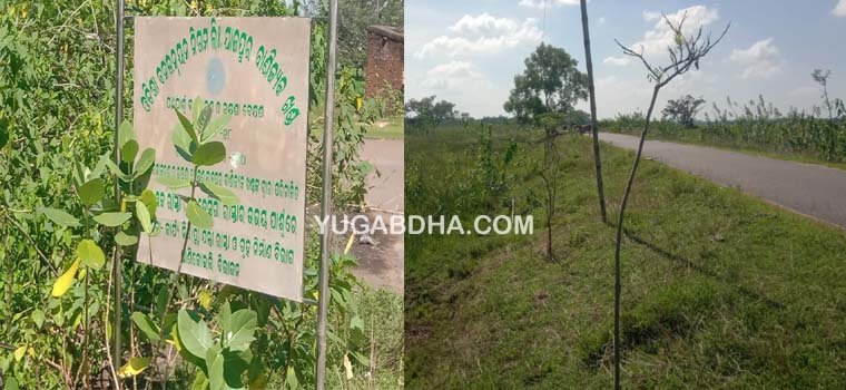 ବନ ଉନ୍ନୟନ ନିଗମର ଅପାରଗତା ଯୋଗୁ ଶ୍ରୀ ହୀନ ଅବସ୍ଥାରେ ରାସ୍ତା ପାଶ୍ୱର୍ ବୃକ୍ଷରୋପଣ କାର୍ଯ୍ୟ