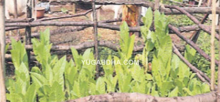 ବଜାରୀ କରଣ ପ୍ରଭାବରେ ପାରମ୍ପରିକ ଚାଷ ଧ୍ୱଂସ