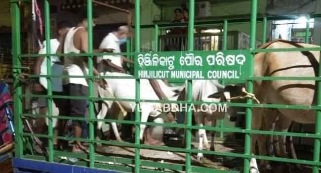 ରାସ୍ତା ଉପରୁ ଗାଇଗୋରୁ ଉଠାଇଲା ହିଞ୍ଜିଳି ପୌର ପରିଷଦ