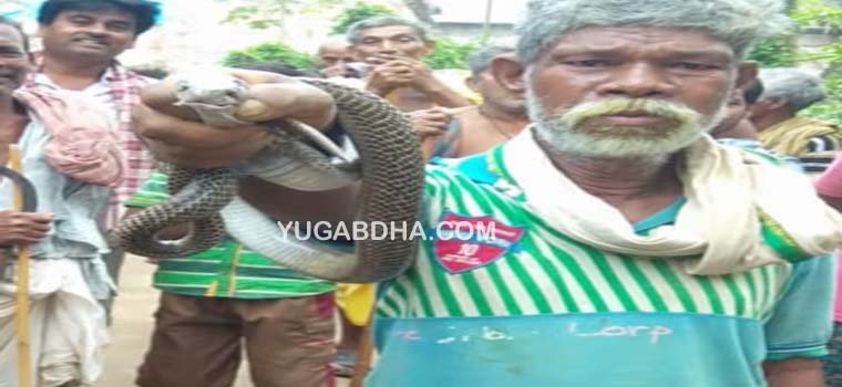 ସାପ କାମୁଡ଼ାରେ ମହିଳା ବ୍ରହ୍ମପୁର ସ୍ଥାନାନ୍ତର; ଘରୁ ନାଗ ସାପ ଉଦ୍ଧାର