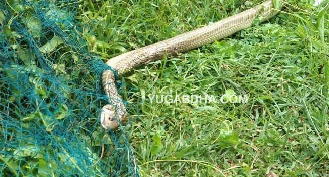 ରାଢୋ ଠାରେ ନାଗସାପ ଉଦ୍ଧାର