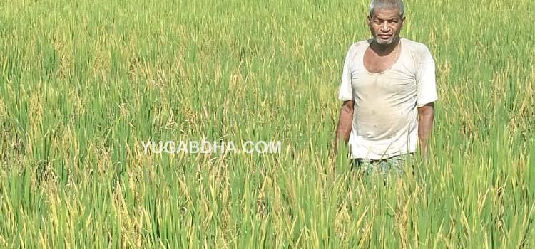 ଅଜଣା ରୋଗରେ ଚାଷ ଜମି ଆକ୍ରାନ୍ତ; ଲାଲ ପଡିଥିବା ଚାଷ ଜମିରେ ଧାନ ବାହାରୁ ନଥିବା ନେଇ ଚିନ୍ତାରେ ଚାଷୀ