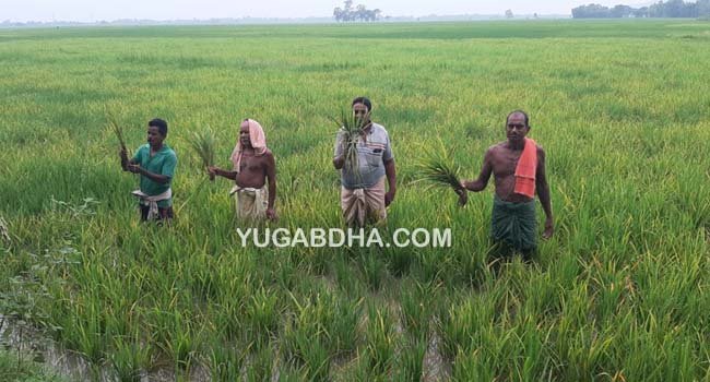 ଶଙ୍ଖଣା, ତେନ୍ତୁଲିନଣ୍ଡାରେ ଏକର ଏକର ଜମିରେ ଅଜଣା ରୋଗ; ଚିନ୍ତାରେ ଚାଷୀ 