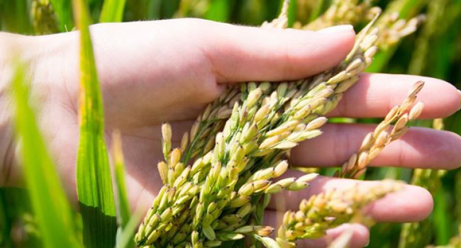 ପୁଣି ଫେରିଲା ଚକଡା ପୋକ ; ଚିନ୍ତାରେ ଚାଷୀ