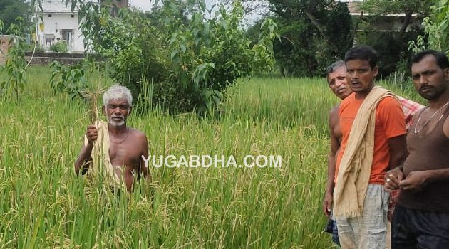 ଧାନ ଫସଲରେ ଅଜଣା ରୋଗକୁ ନେଇ ଚାଷୀ ଆତଙ୍କିତ