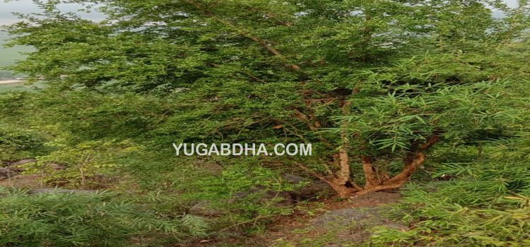 କଡୀଗାଁ ପାହାଡ଼ରେ ବିରଳ ଦ୍ୱାଦଶପତ୍ରୀ ବେଲଗଛ