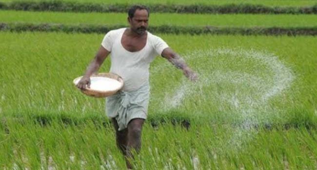 ୟୁରିଆ ସାର ର ଘୋର ଅଭାବ ଚିନ୍ତାରେ ଚାଷୀ 