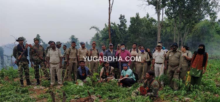 ବାୟାଗୁଡାରେ ସାତ କୋଟିର ଗଞ୍ଜେଇ ଚାଷ ନଷ୍ଟ