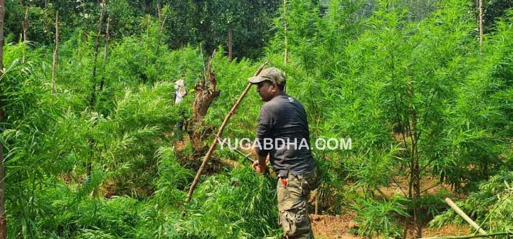 ବିଭିନ୍ନ ପଞ୍ଚାୟତରେ ୧୪୦ ଏକର ଗଞ୍ଜେଇ ଚାଷ ନଷ୍ଟ କଲା ପୁଲିସ