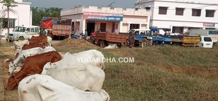 ବେଆଇନ ଗୋଚାଲାଣ ମାମଲାରେ ଟ୍ରକ ସହ ୪ଜଣଙ୍କୁ ବାନ୍ଧିଲା ରାଇରଙ୍ଗପୁର ଗ୍ରାମାଞ୍ଚଳ ପୋଲିସ