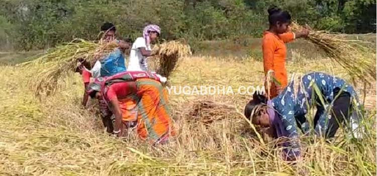 ଅଦିନିଆ ବର୍ଷାରେ କ୍ଷେତରେ ଧାନ ନଷ୍ଟ;ଚାଷୀ ମୁଣ୍ଡରେ ଚଡକ