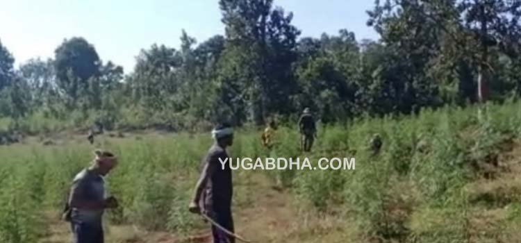 ୩୪୫ ଏକର ଜମିରୁ ଗଞ୍ଜେଇ ଗଛ କାଟ