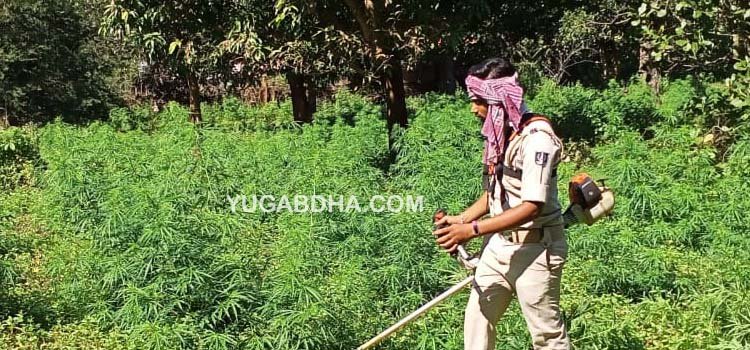 ଗଞ୍ଜେଇ ଦମନ ଅଭିଯାନ ;ରା.ଉଦୟଗିରିରେ ୧୨କୋଟି, ଅଡବାରେ୯କୋଟି୬୦ଲକ୍ଷ୍ୟ ଗଛ ନଷ୍ଟ