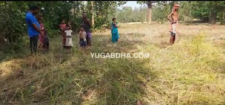 ଠାକୁରମୁଣ୍ଡା ଅଞ୍ଚଳରେ ୪ ଗଜରାଜଙ୍କର ତାଣ୍ଡବଲୀଳା,ଧାନ ଫସଲ ନଷ୍ଟ