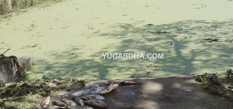 ପୋଖରୀ ରେ ମାଛ ମରିବା ଘଟଣା; ପାଟପୁର ସରପଞ୍ଚ ଙ୍କ ଥାନା ରେ ଏତଲା