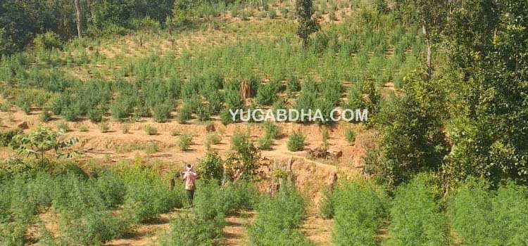 ପୋଲିସ ଓ ଅବକାରୀ ବିଭାଗର ମିଳିତ ଉଦ୍ୟମ ରେ ୩୬୦ ଏକର ବେଆଇନ ଗଞ୍ଜେଇ ଚାଷ ନଷ୍ଟ