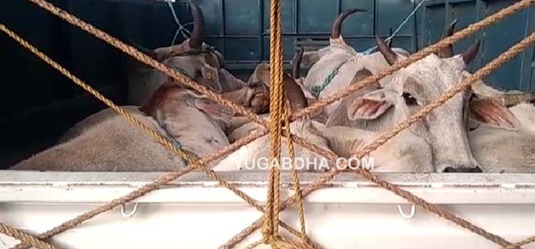 ଗ୍ରାମବାସୀଙ୍କ ଦ୍ୱାରା ଗୋରୁ ବୋଝେଇ ପିକଅପ ଭେନ ଅଟକ