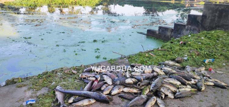 ପୋଖରୀରେ ବିଷ ପ୍ରୟୋଗ ; ପାଣିରେ ଭାସିଲା ୨ ଟନ୍ ମଲା ମାଛ