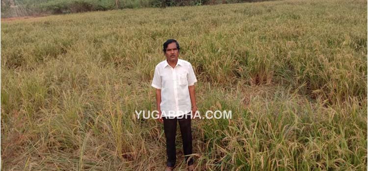 ବଡ଼ ବୋର୍ସିଂ ପଞ୍ଚାୟତରେ ବାରହା ପଲଙ୍କ ଉପଦ୍ରବ, ଆତଙ୍କିତ ଅବସ୍ଥାରେ ଚାଷୀ