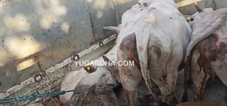 ଗୋରୁ ବୋଝେଇ ଗାଡ଼ି ଜବତ; ଚାଳକ ଗିରଫ