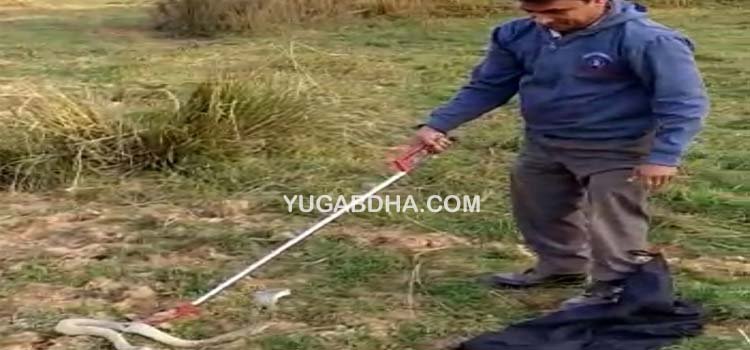 ଘରୁ ନାଗସାପ ଉଦ୍ଧାର